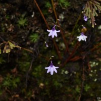 Utricularia moniliformis P.Taylor